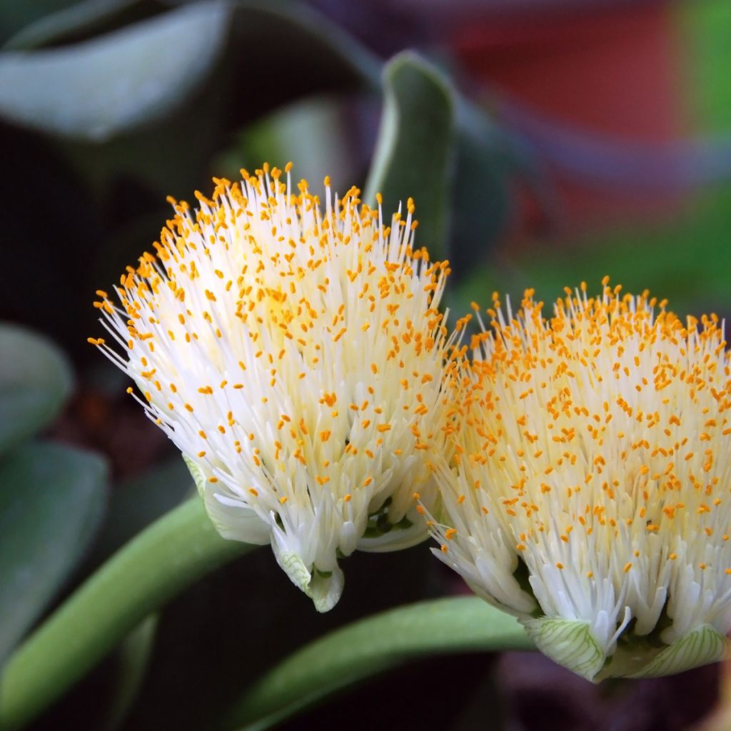 Scadoxus albiflos