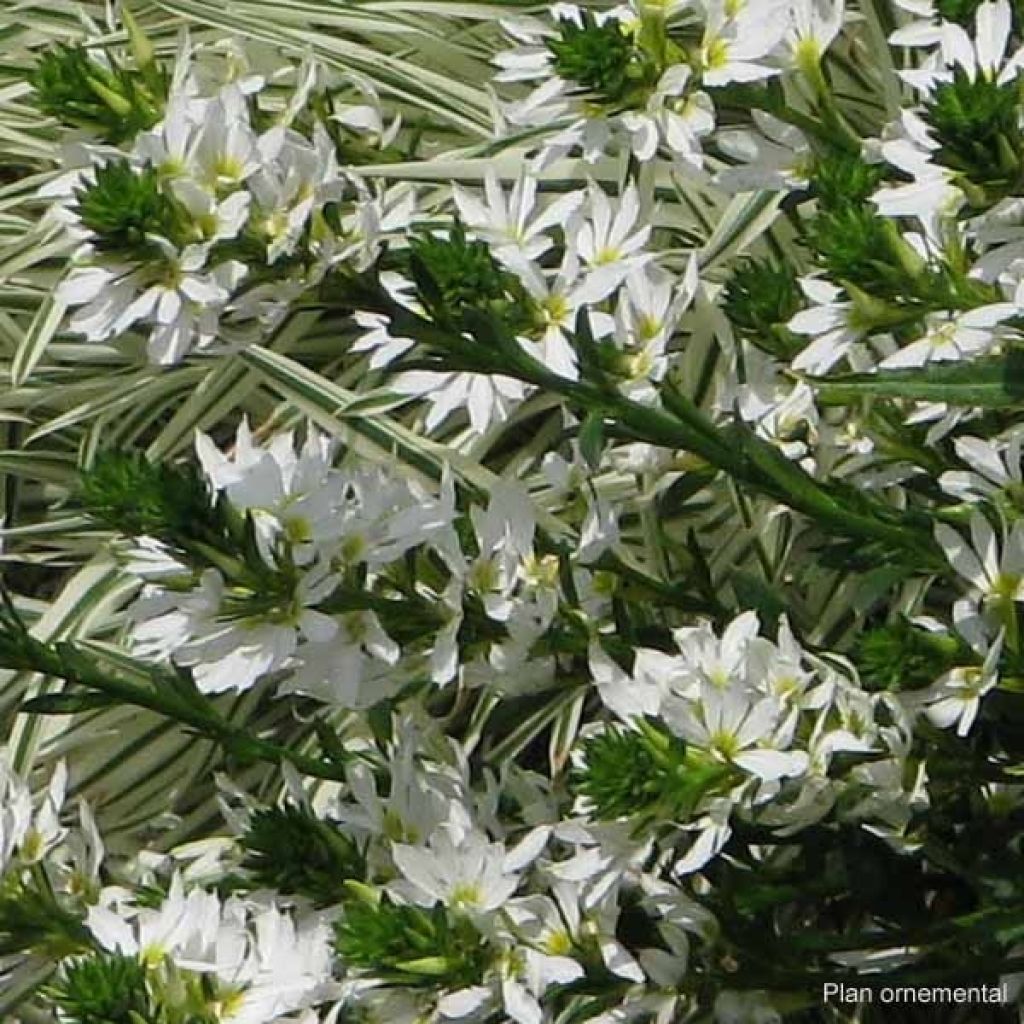 Scaevola aemula Surdiva White