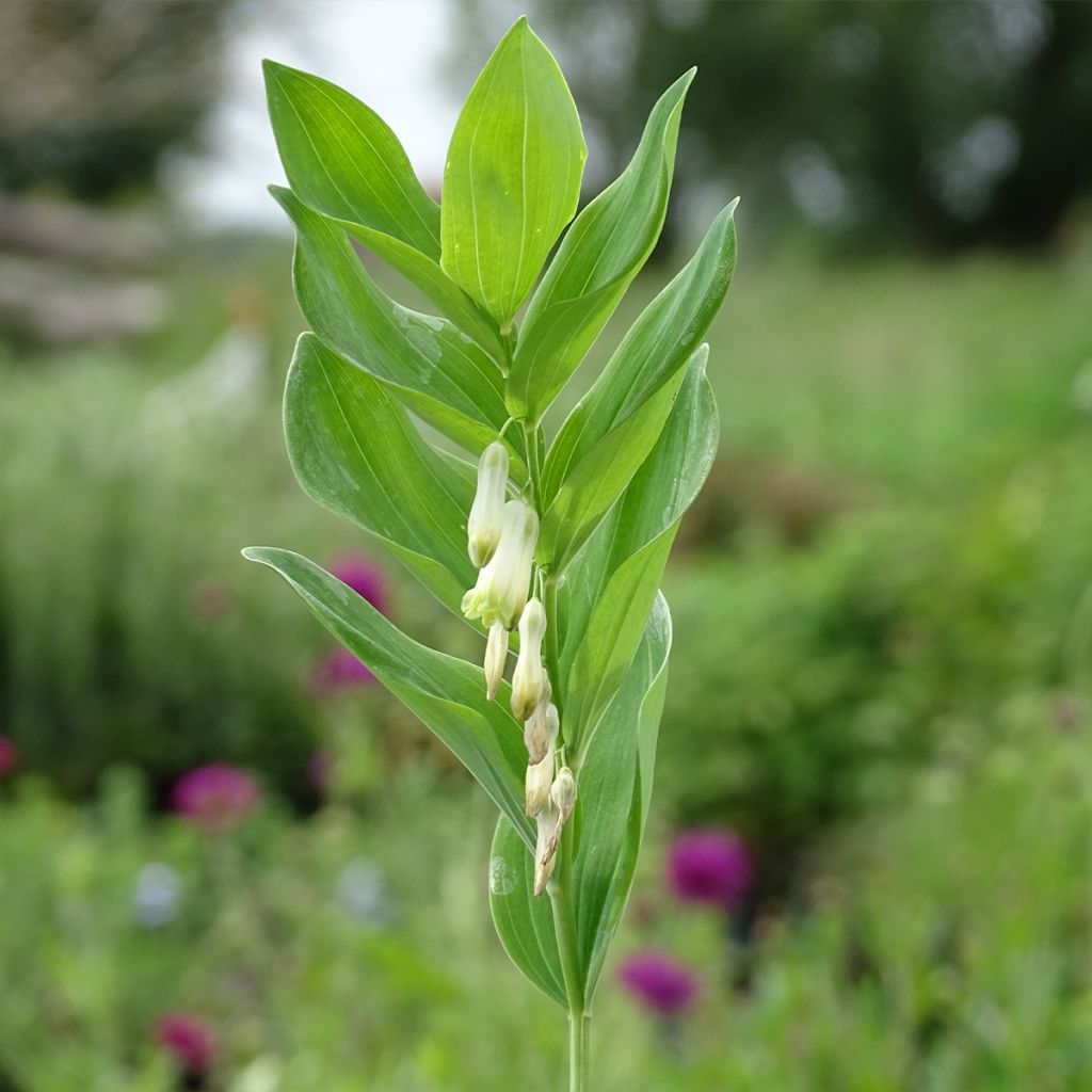Polygonatum multiflorum - Solomon's Seal