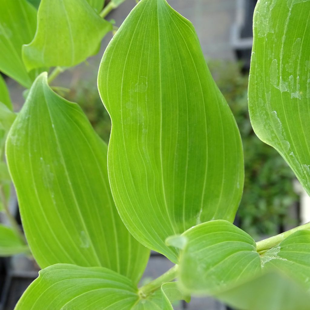Polygonatum multiflorum - Solomon's Seal
