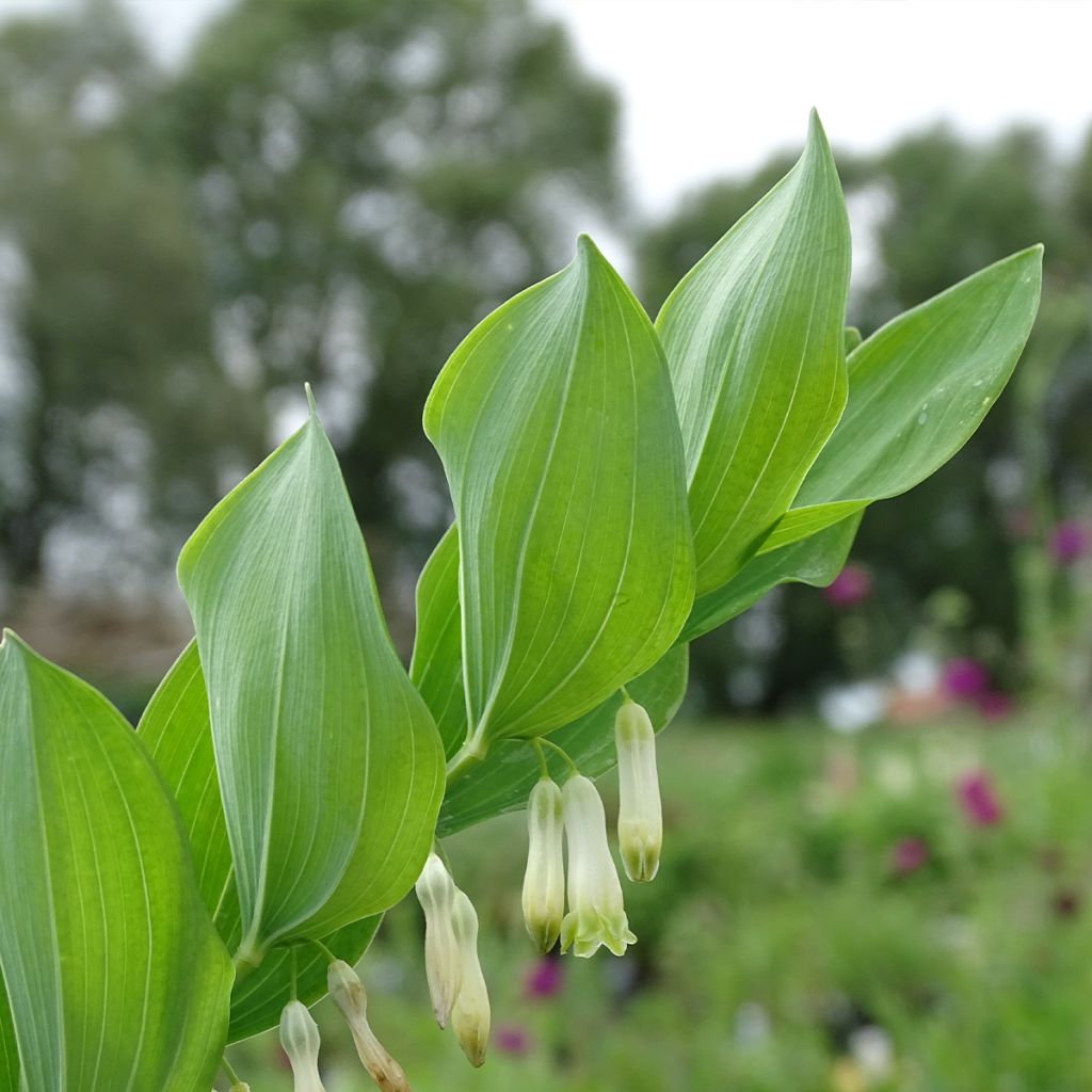 Polygonatum multiflorum - Solomon's Seal
