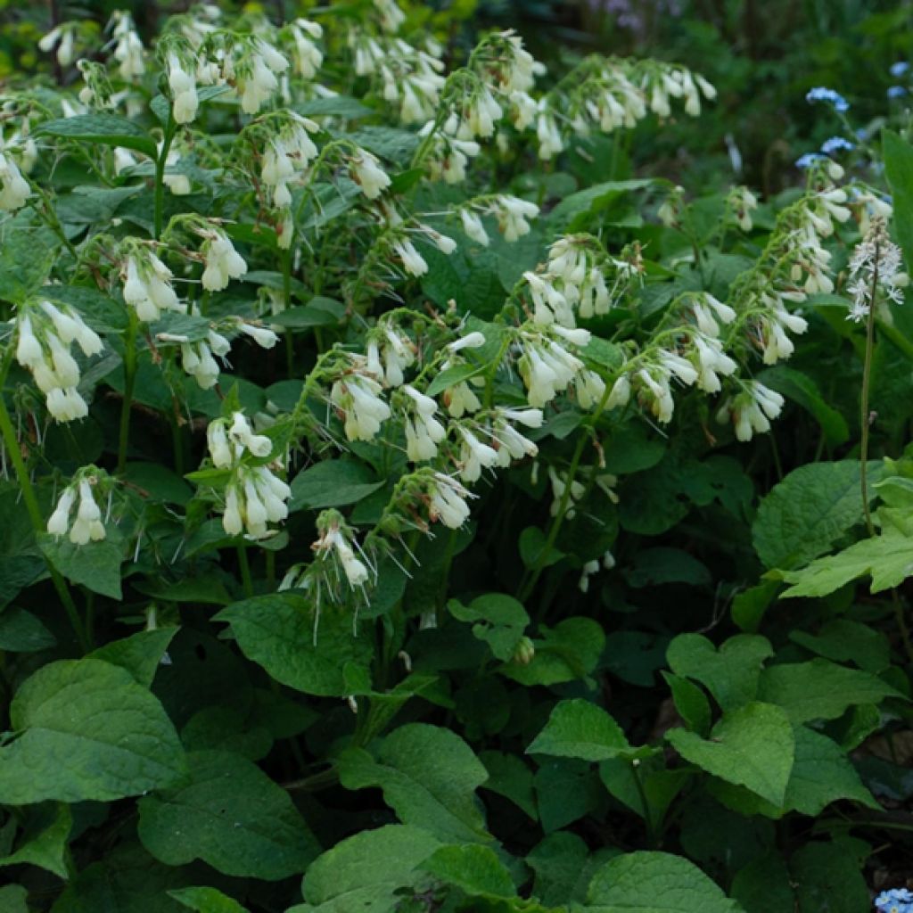 Symphytum grandiflorum - Comfrey