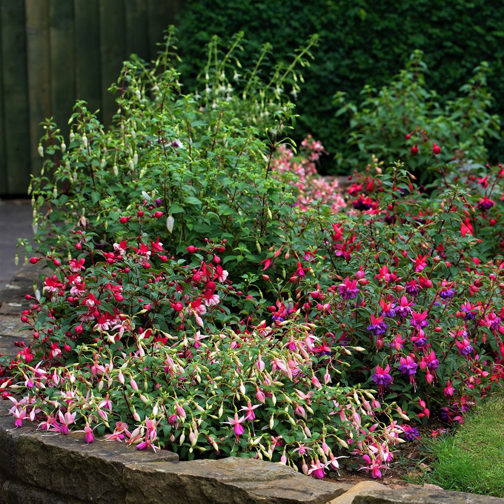 Fuchsia venusta Tom Thumb