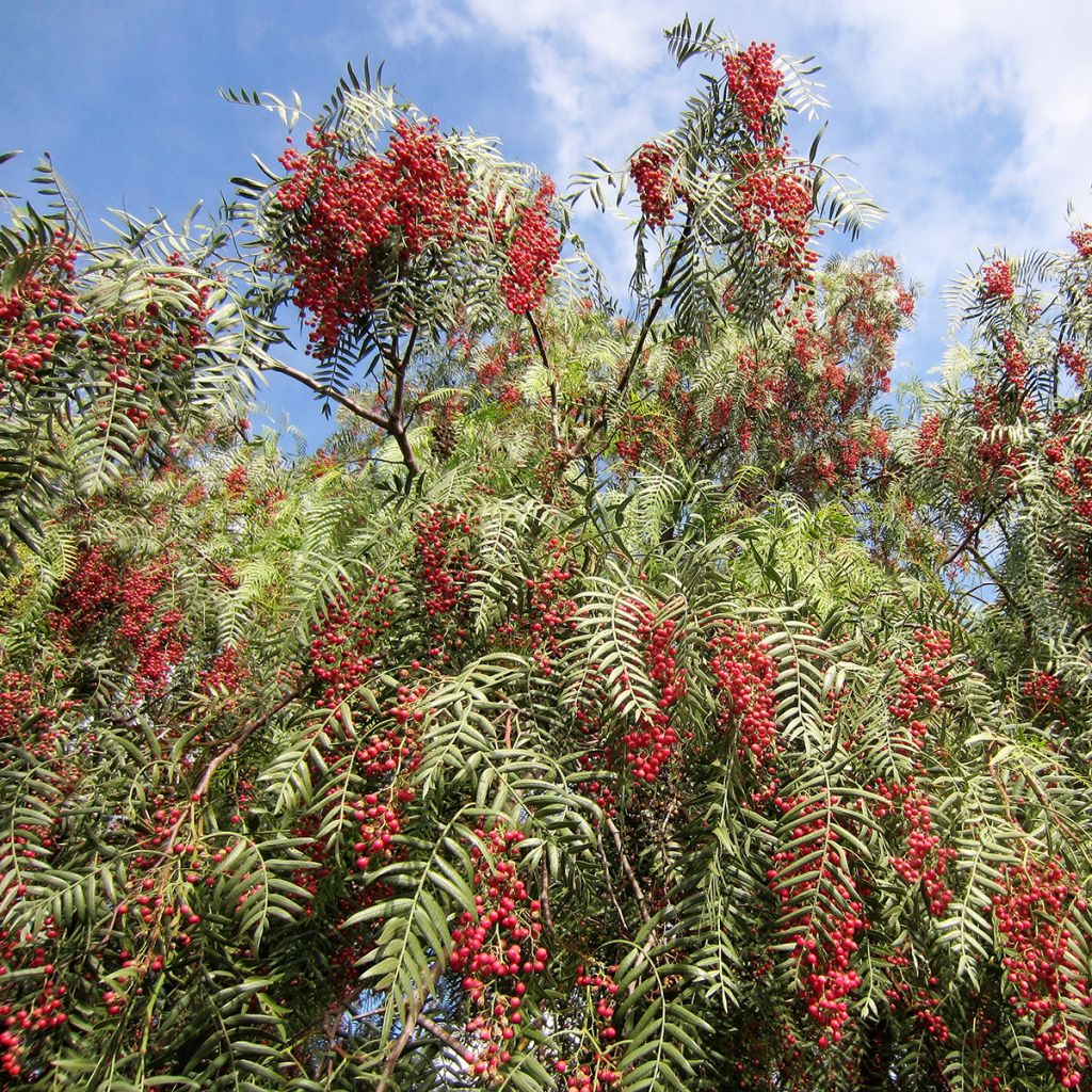 Schinus molle