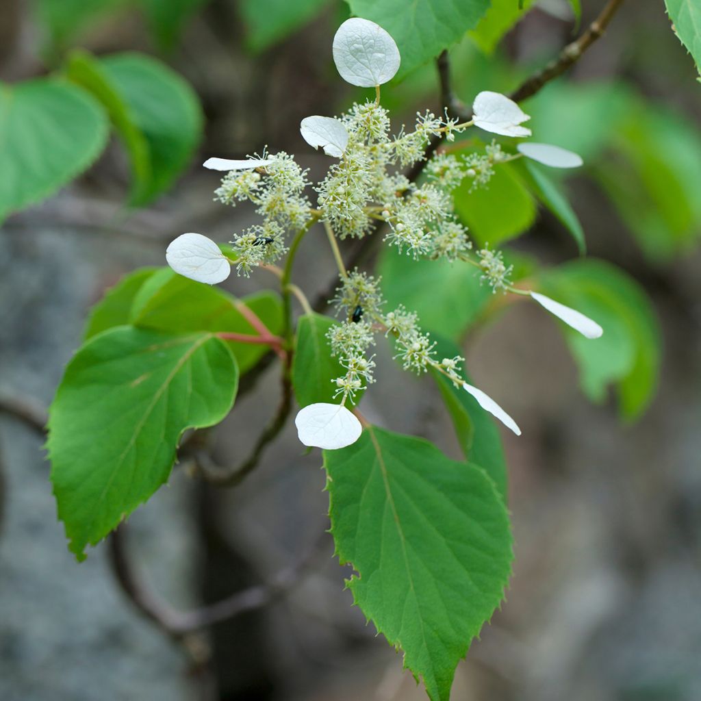 Schizophragma hydrangeoides