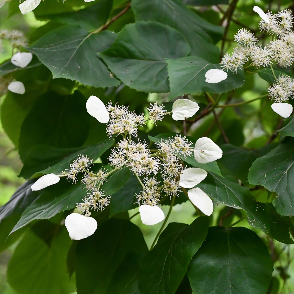 Schizophragma hydrangeoides