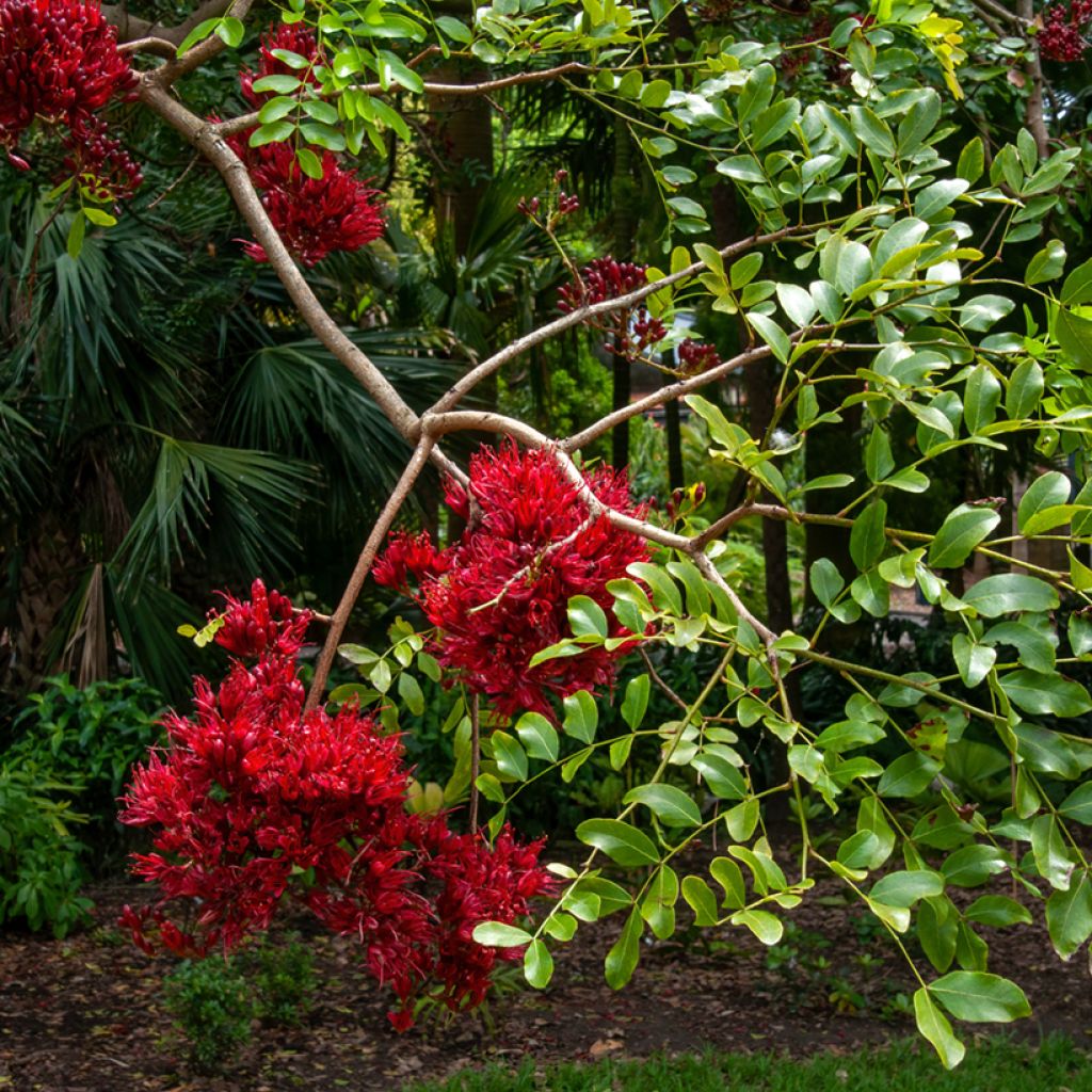 Schotia brachypetala - Drunken parrot tree