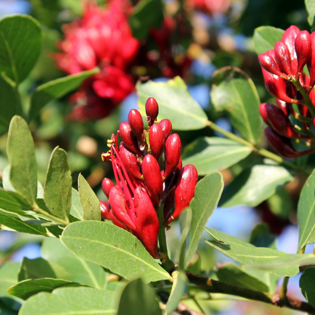 Schotia brachypetala - Drunken parrot tree