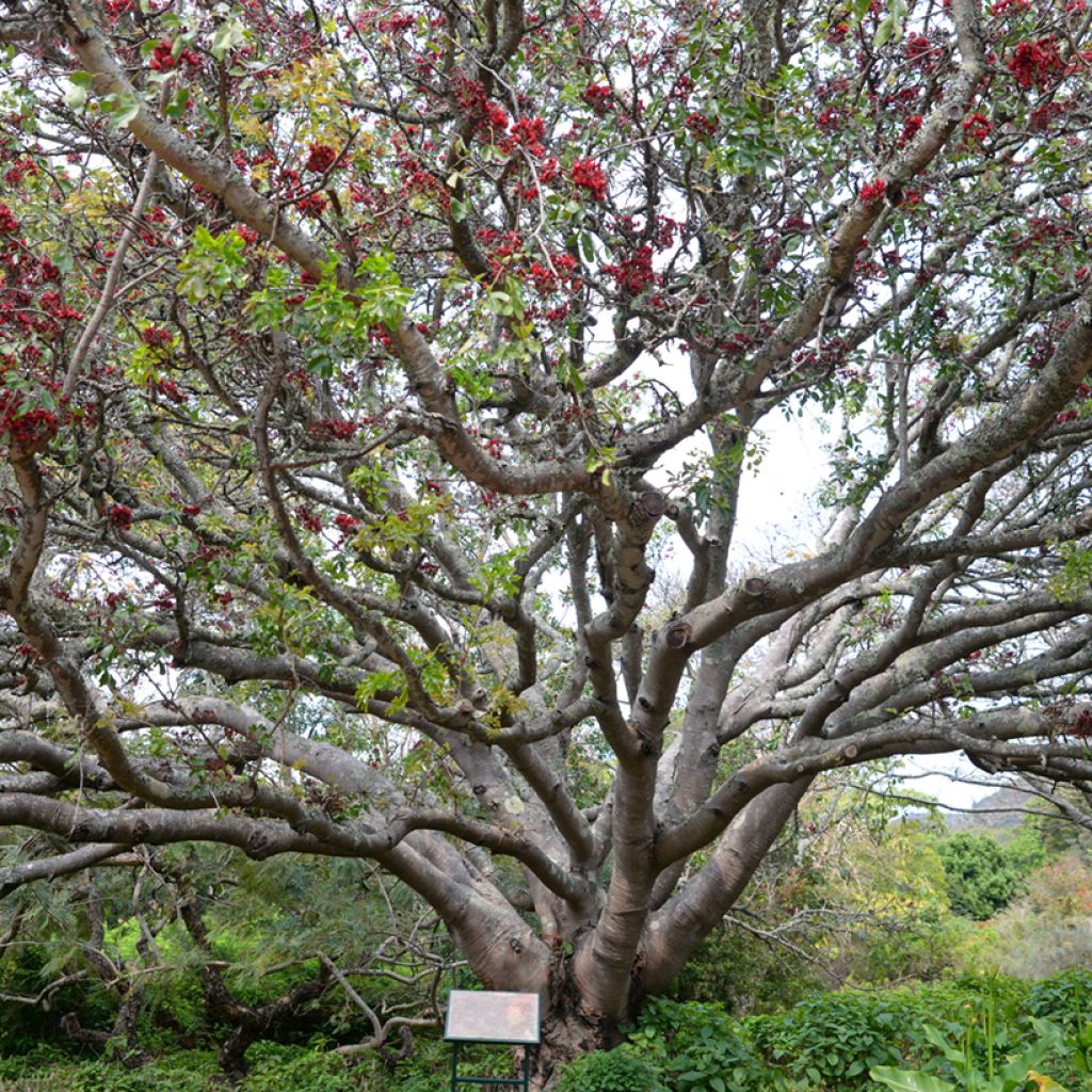 Schotia brachypetala - Drunken parrot tree