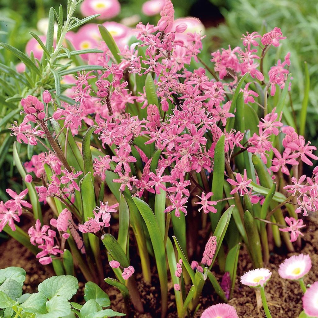 Scilla bifolia Rosea