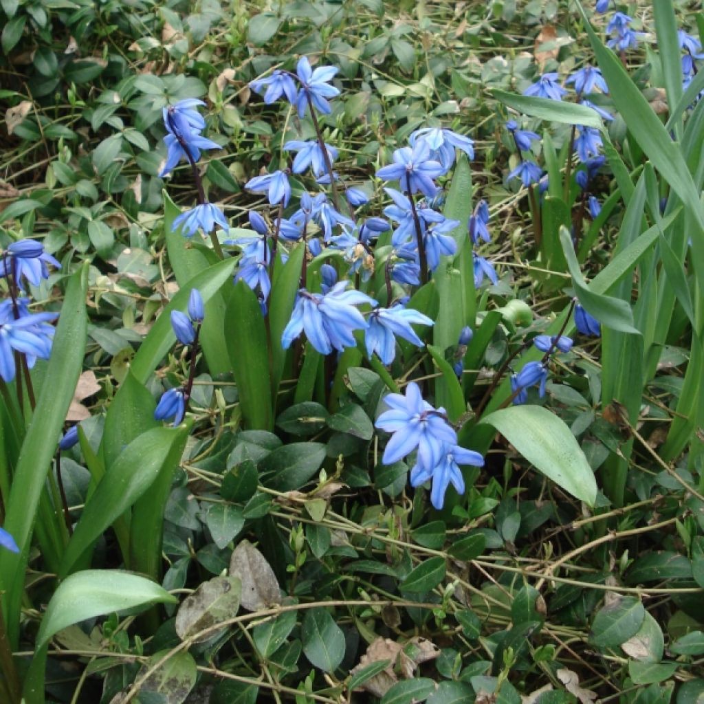 Scilla siberica 'Spring Beauty'