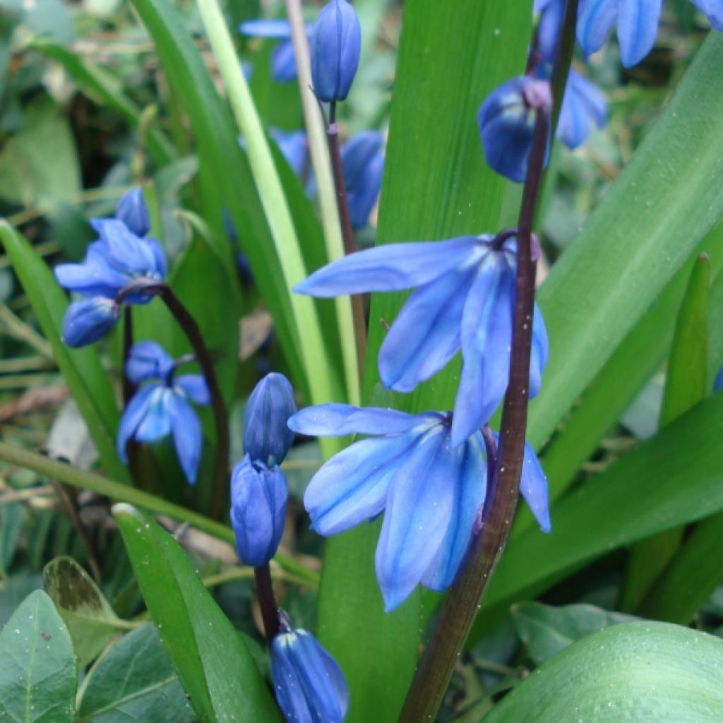 Scilla siberica 'Spring Beauty'