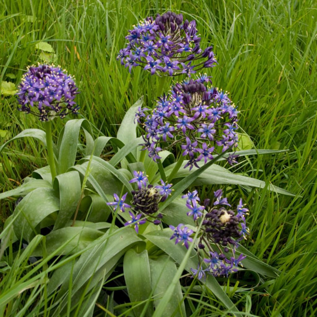 Scilla peruviana 