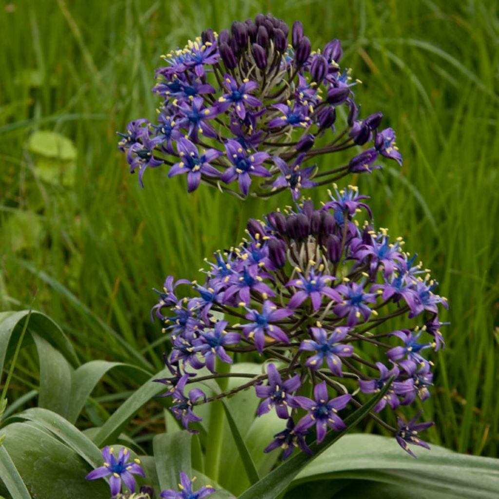 Scilla peruviana 