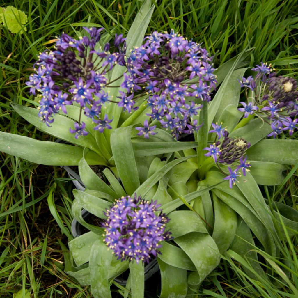 Scilla peruviana 