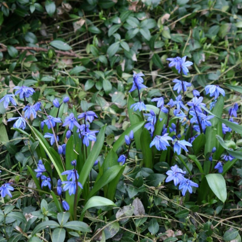 Scilla siberica 'Spring Beauty'
