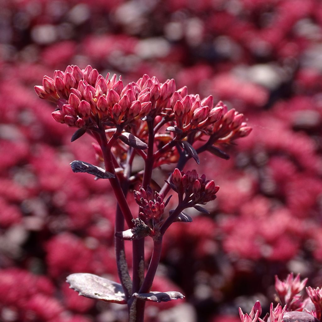 Sedum telephium Chocolate Cherry - Autumn Stonecrop