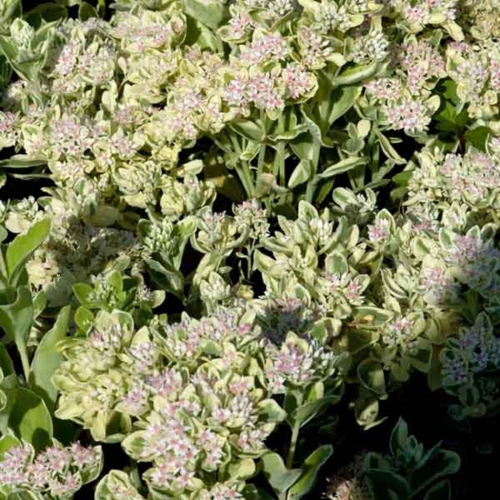 Sedum Frosty Morn - Autumn Stonecrop