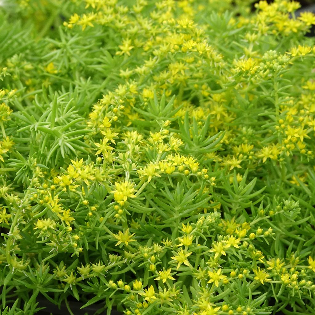 Sedum Lemon Ball - Stonecrop