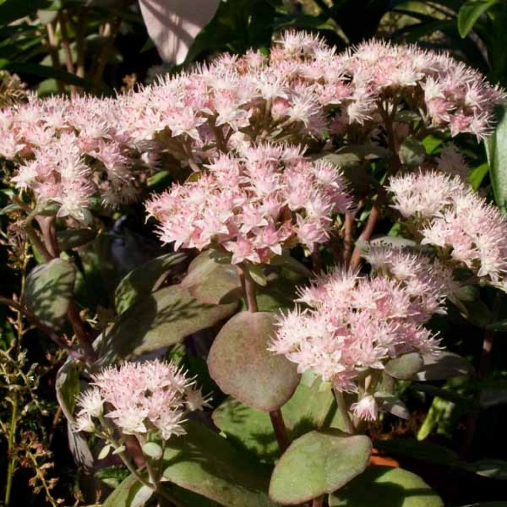 Sedum Matrona - Autumn Stonecrop