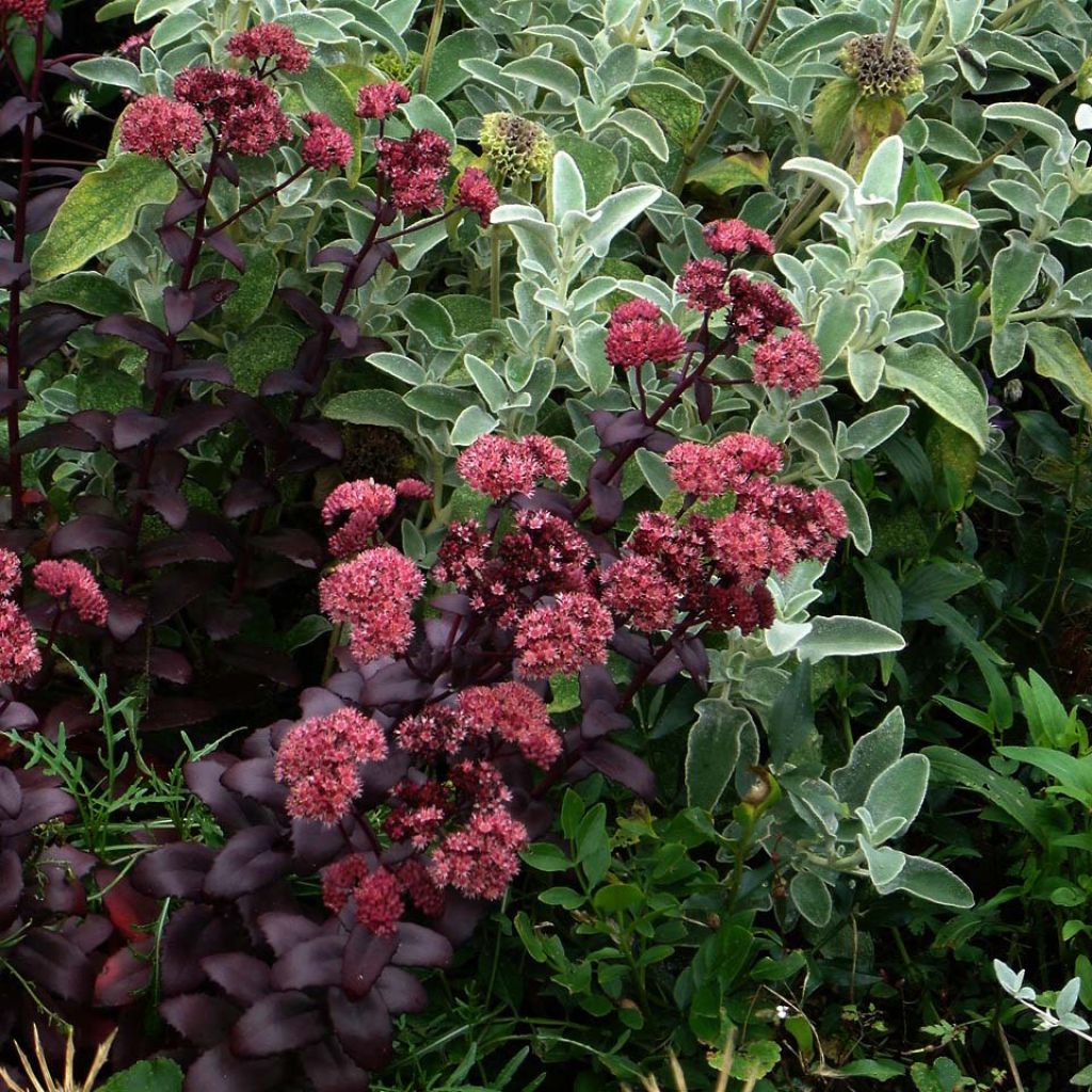 Sedum spectabile Purple Emperor - Autumn Stonecrop