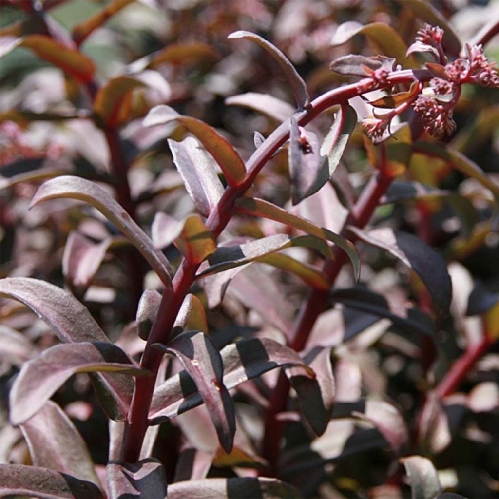 Sedum spectabile Purple Emperor - Autumn Stonecrop