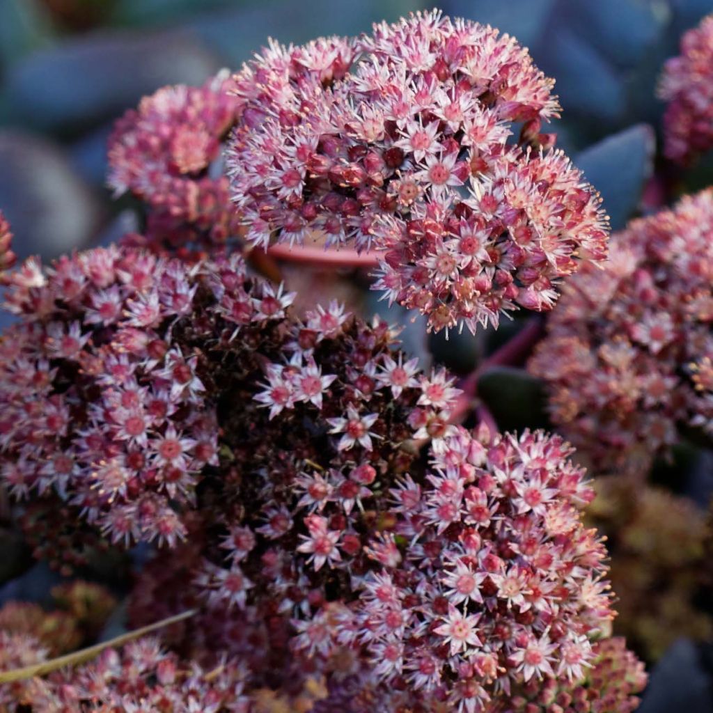 Sedum spectabile Purple Emperor - Autumn Stonecrop