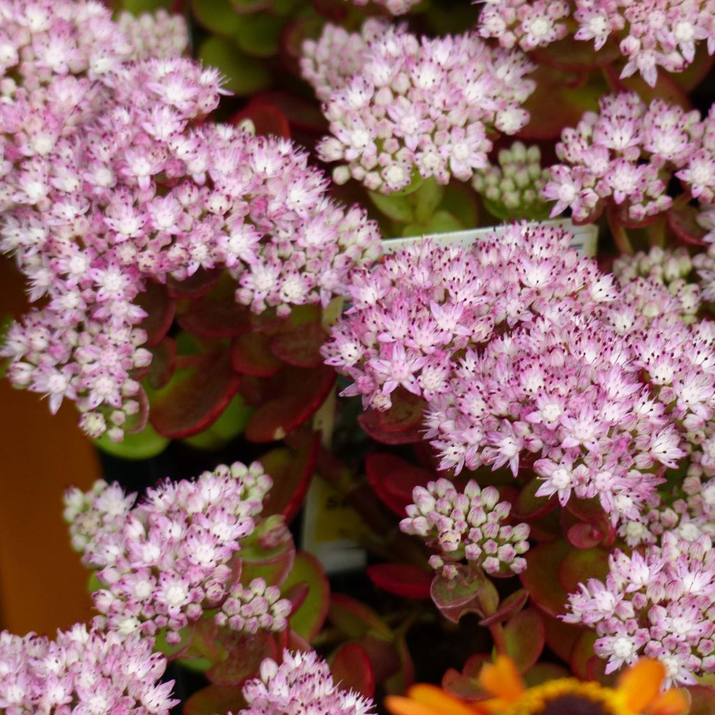 Sedum Sunsparkler Lime Zinger - Stonecrop