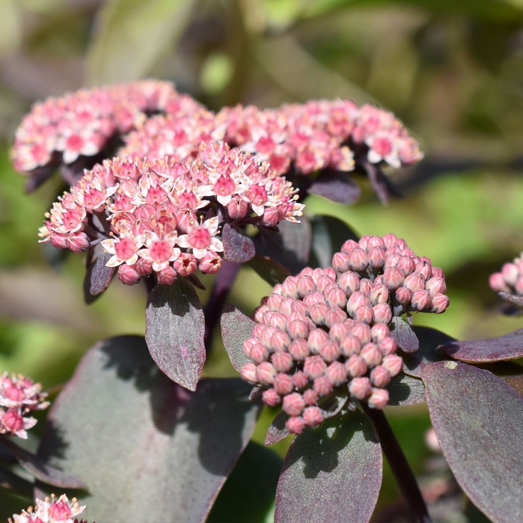Sedum cauticola Robustum - Stonecrop