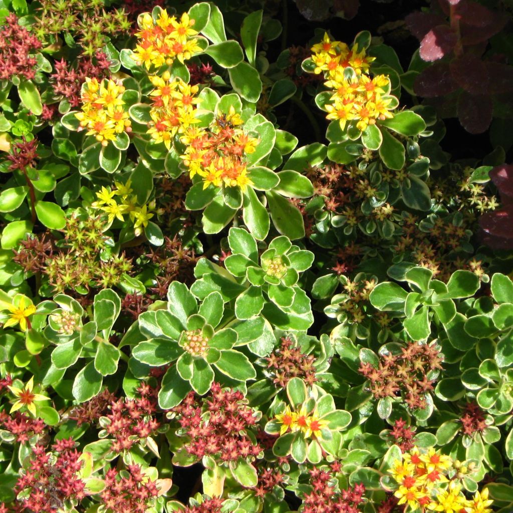 Sedum kamtschaticum Variegatum - Stonecrop