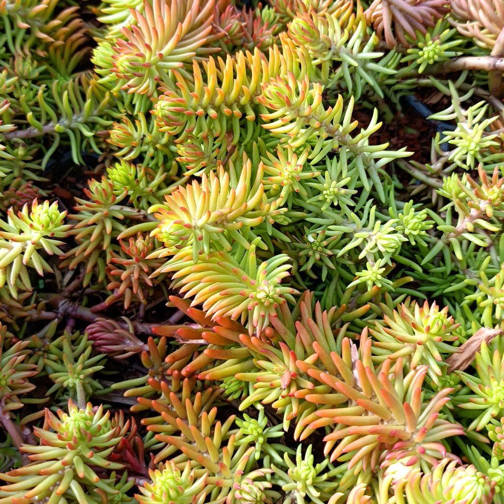 Sedum reflexum Angelina - Stonecrop