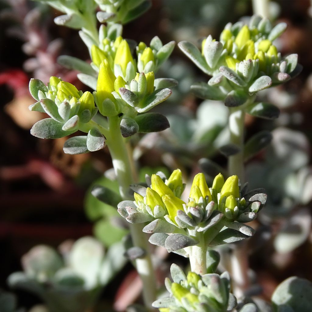 Sedum spathulifolium Purpureum - Stonecrop