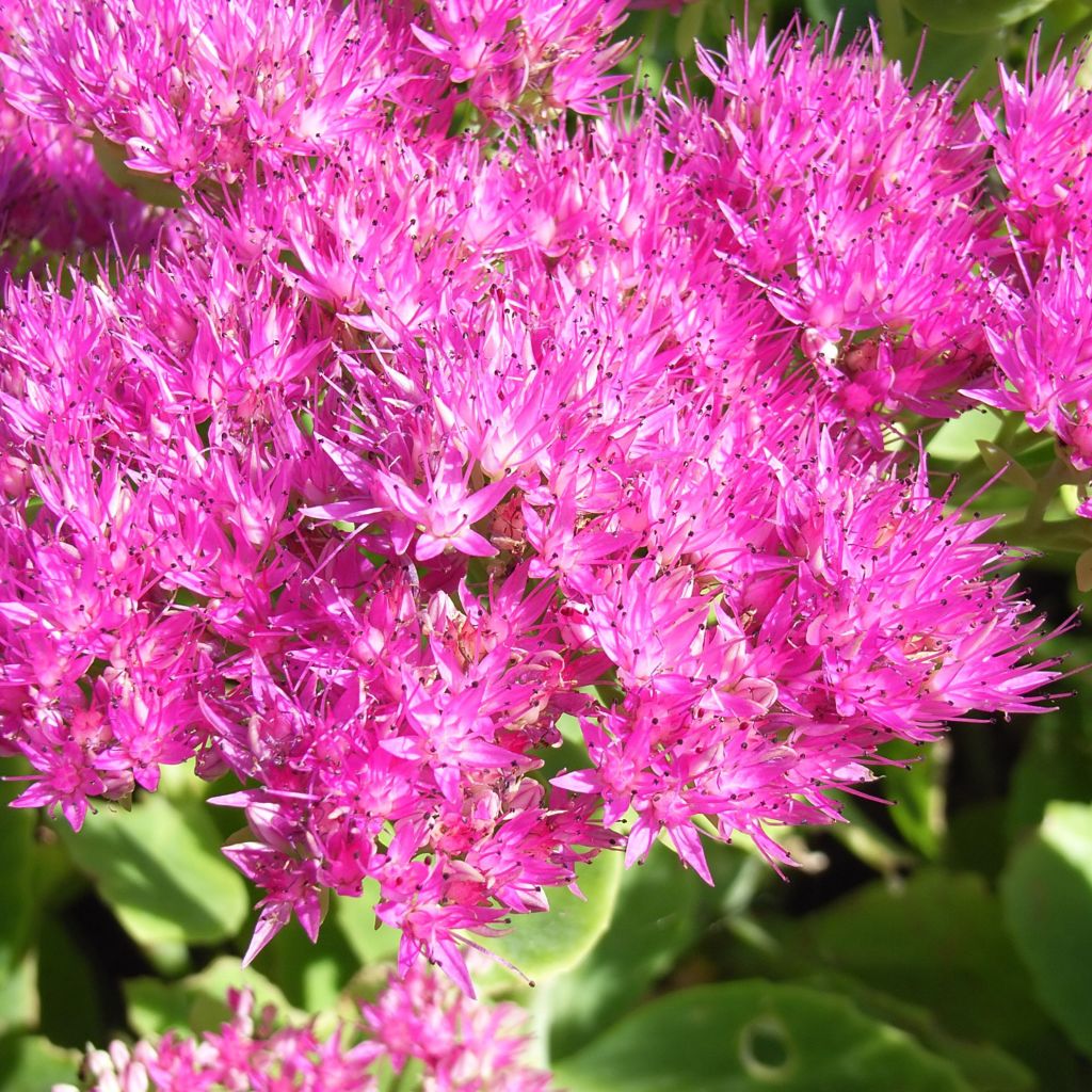 Sedum spectabile Meteor - Autumn Stonecrop