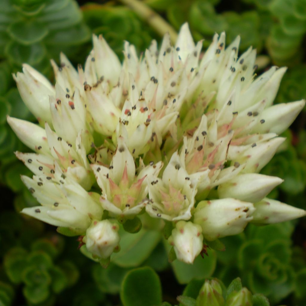 Sedum spurium Album Superbum - Autumn Stonecrop
