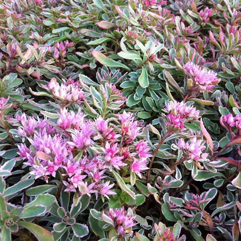 Sedum spurium Variegatum - Stonecrop