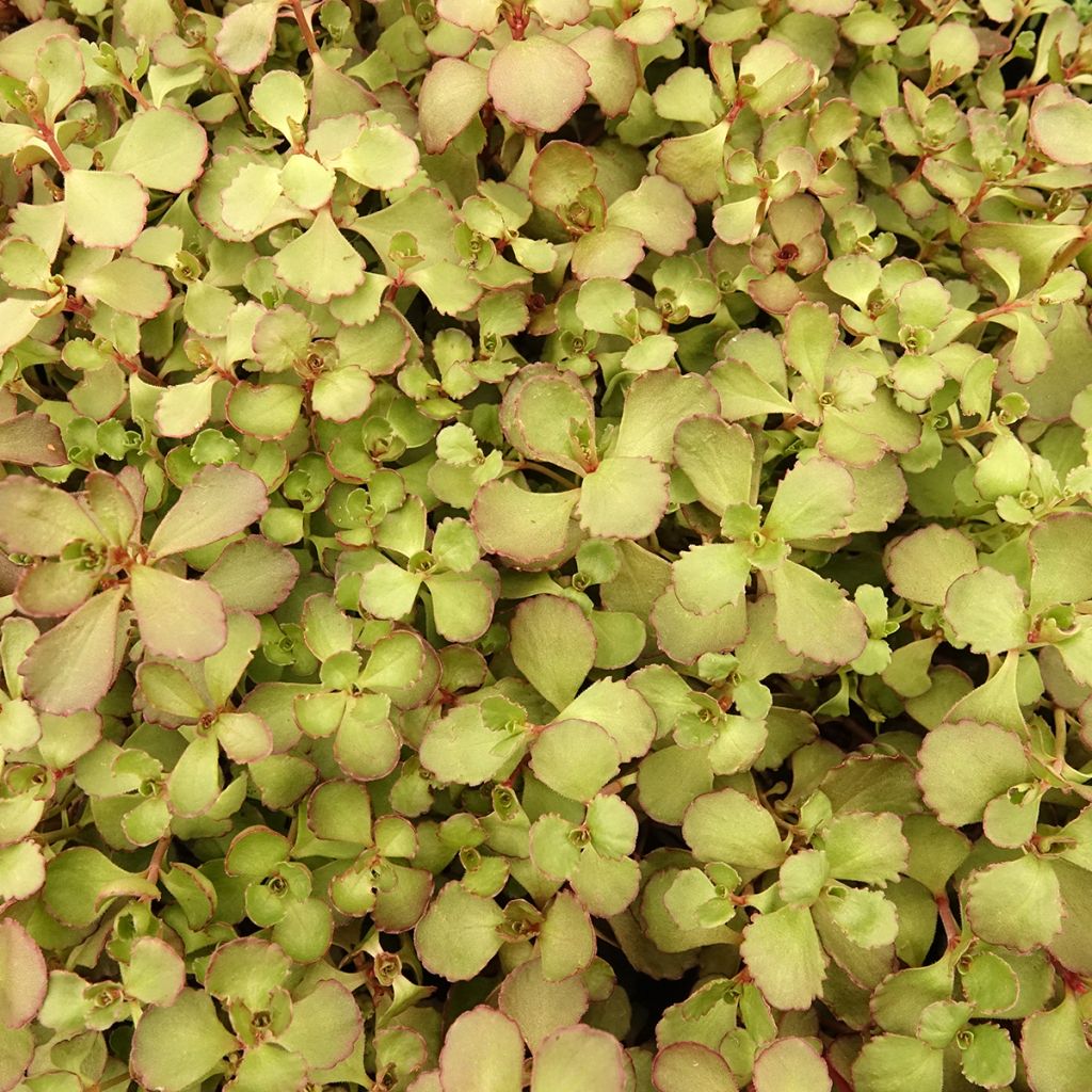 Sedum spurium Voodoo - Stonecrop