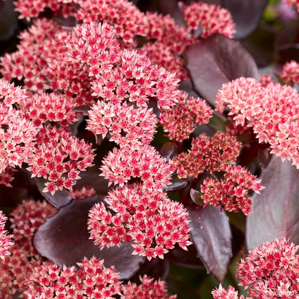 Sedum Black Knight - Autumn Stonecrop