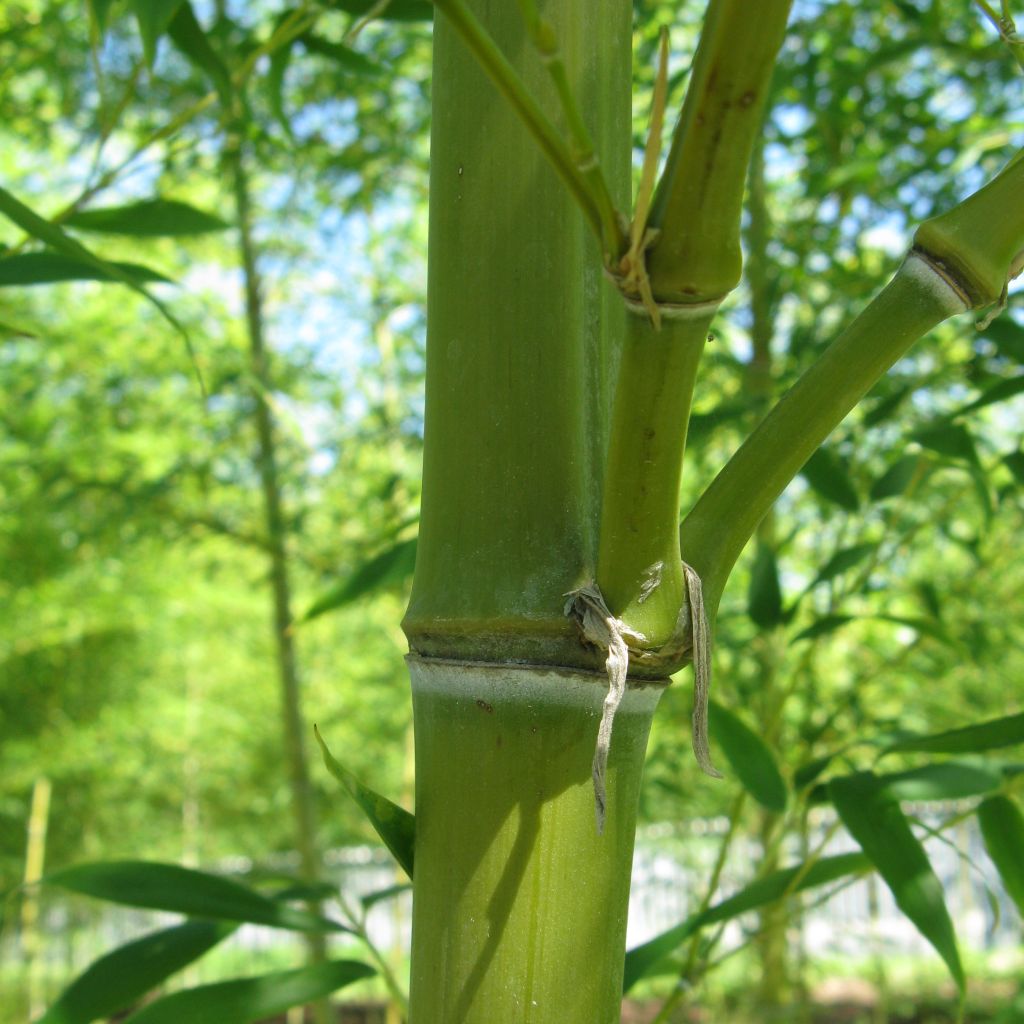Semiarundinaria fastuosa - Medium-sized Bamboo