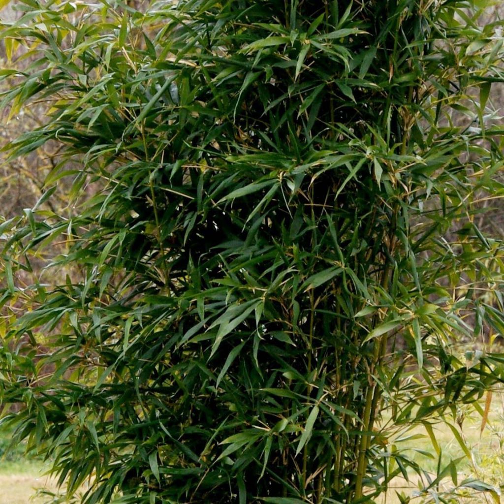 Semiarundinaria yashadake f. kimmei  