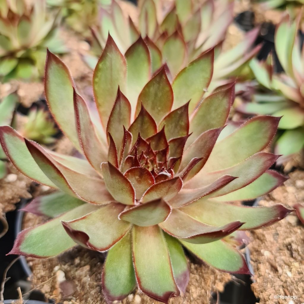 Sempervivum Chic Charms Grape Galaxy® - Houseleek