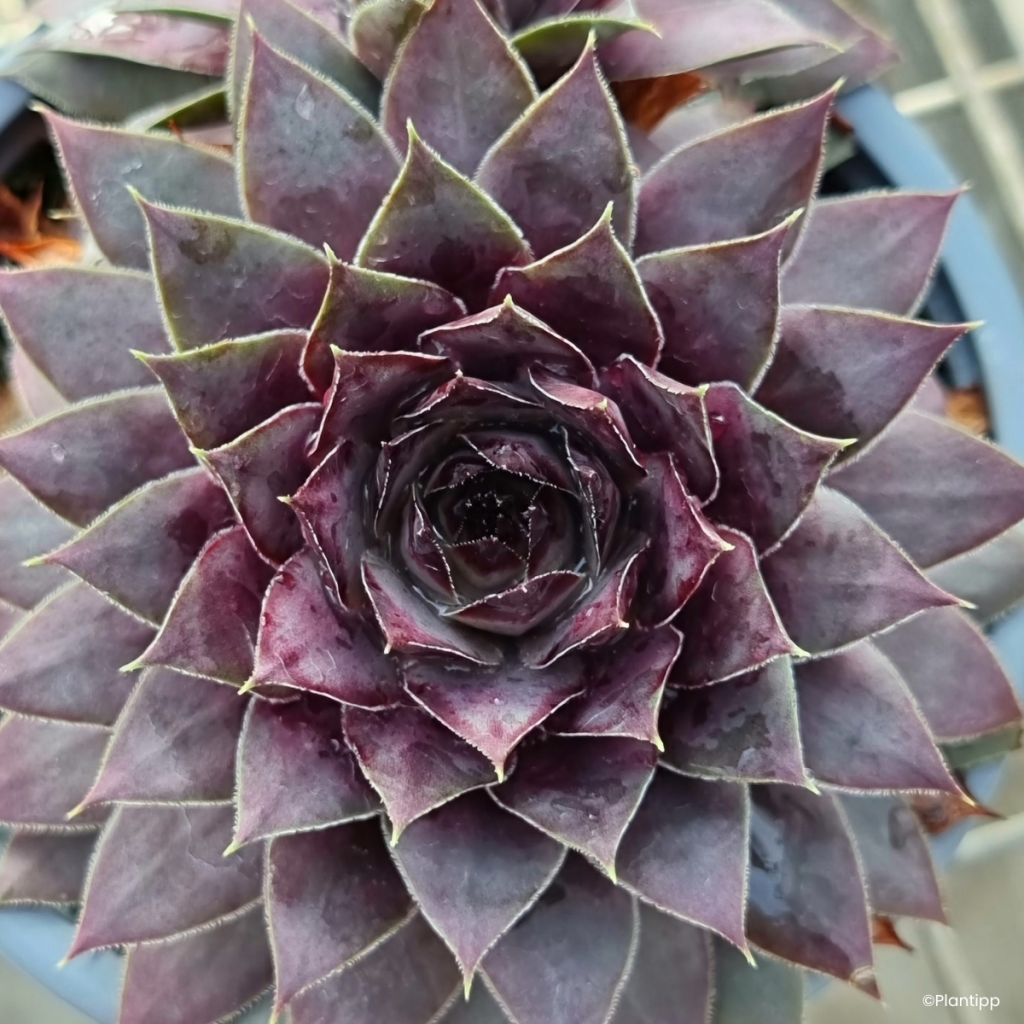 Sempervivum Chic Charms Grape Galaxy® - Houseleek