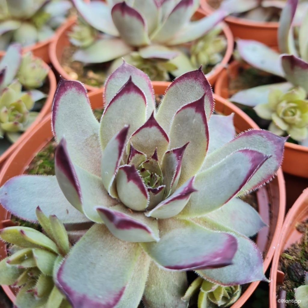 Sempervivum Chic Charms Grape Galaxy® - Houseleek