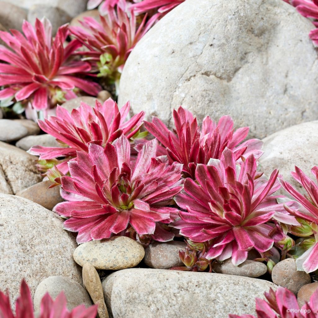 Sempervivum Chick Charms Lotus Blossom ® - Houseleek