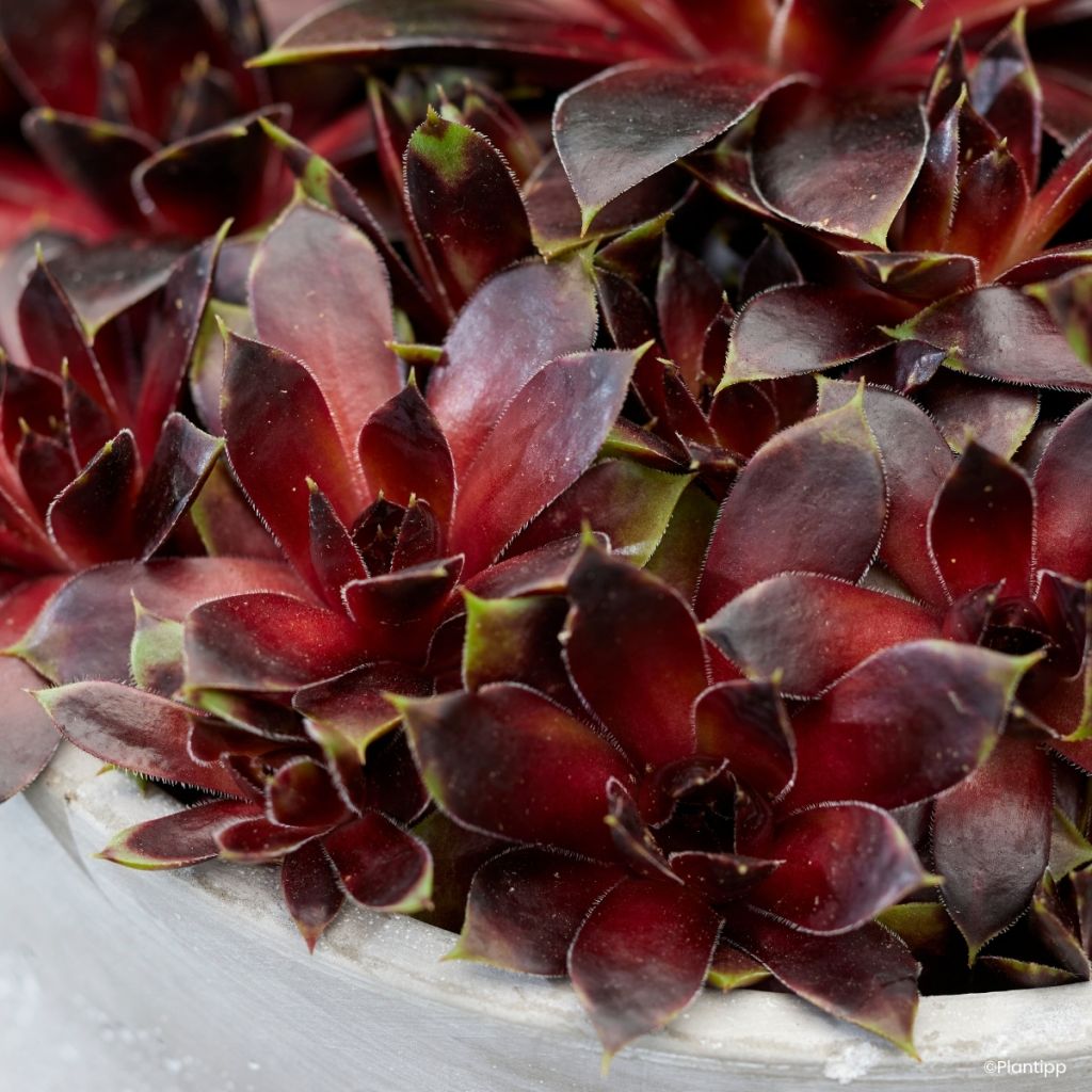 Sempervivum Coconut Crystal® - Houseleek