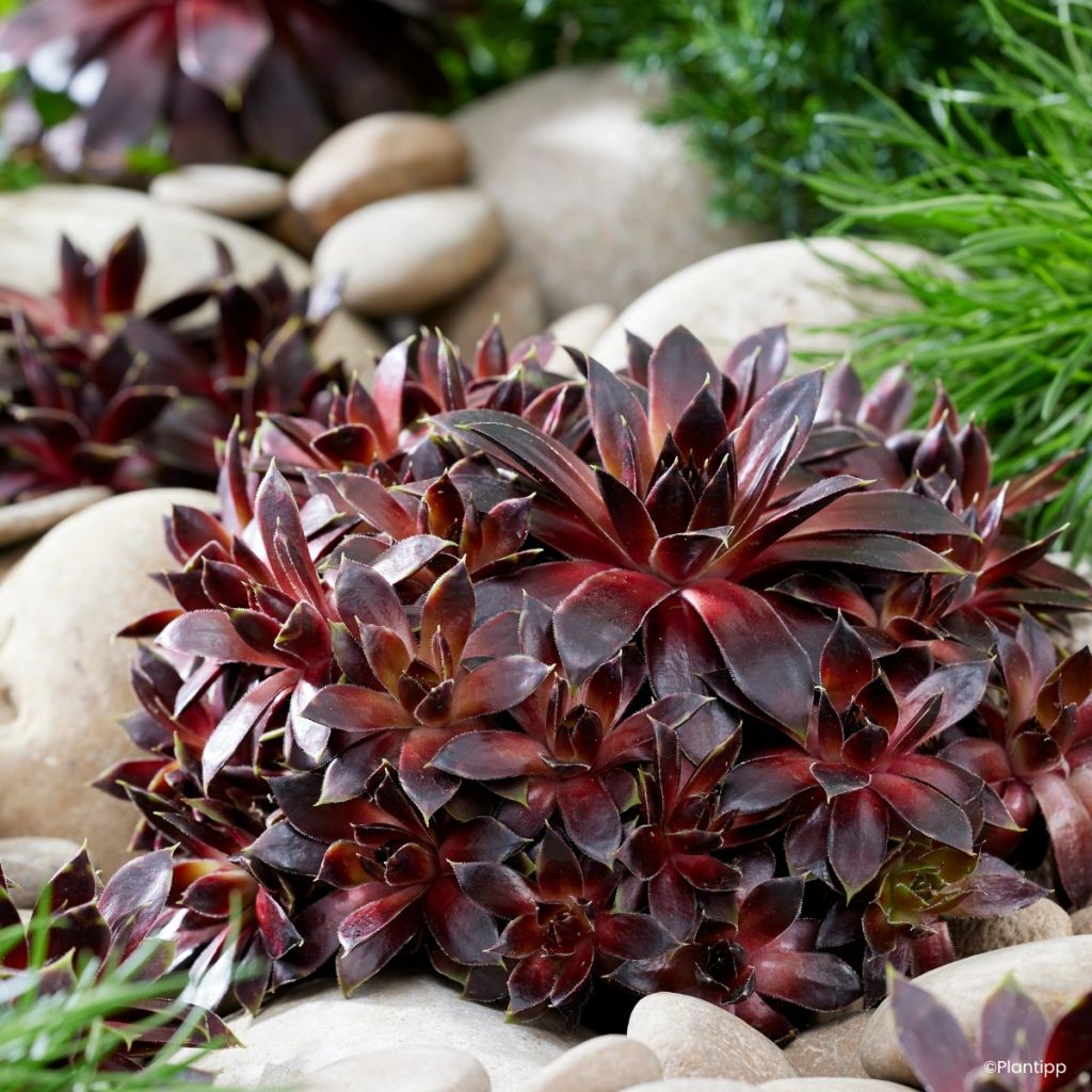 Sempervivum Coconut Crystal® - Houseleek