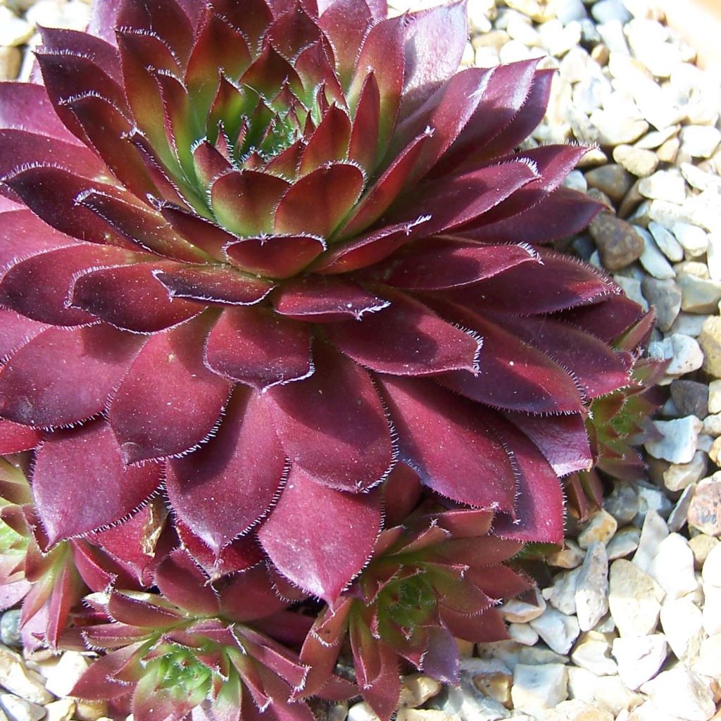 Sempervivum arachnoideum Rubin