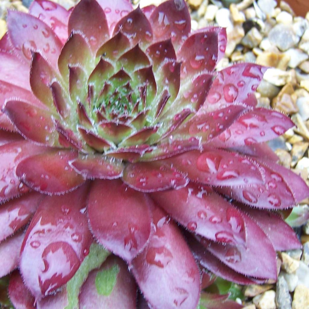 Sempervivum arachnoideum Rubin