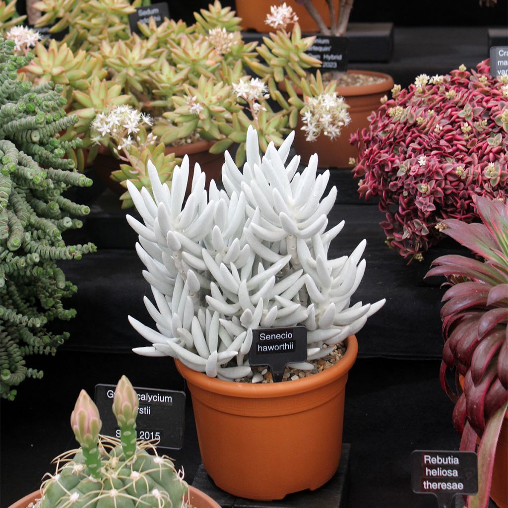 Senecio hawortii - Cocoon plant