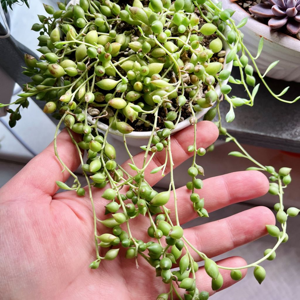 Senecio herreianus - String of tears