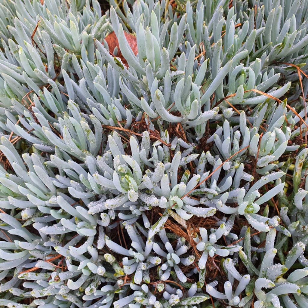 Senecio serpens Dwarf Blue - Blue chalksticks